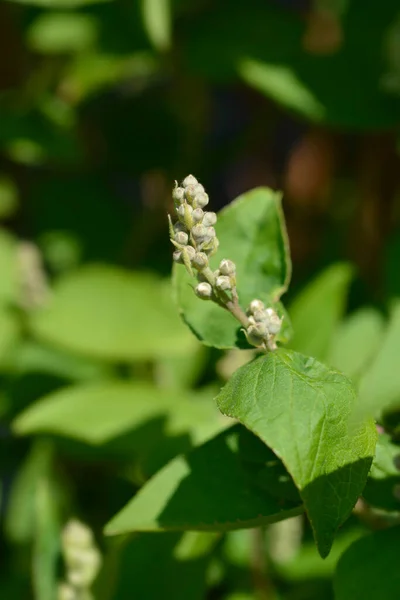 Deutzia Scabra Flore Pleno Bourgeons Floraux Nom Latin Deutzia Scabra — Photo