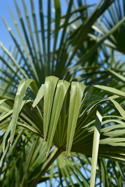 Palma Del Molino Viento Chino Nombre Latino Trachycarpus Fortunei — Foto de Stock