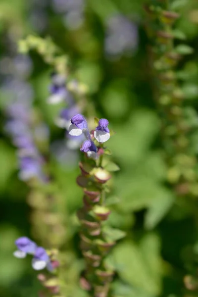 Somerset Bucklcap Flower 라틴어 Scutellaria Altissima — 스톡 사진