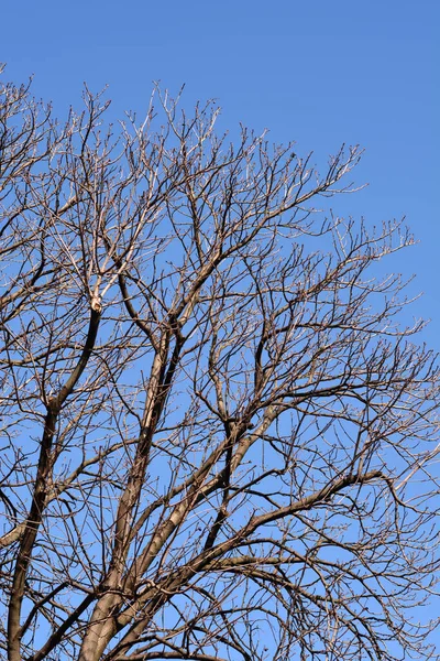 蓝天下常见的马栗子分枝 拉丁文名 埃斯库卢斯河马 — 图库照片