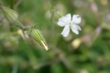 Alışılmadık bir kamp - Latince adı - Silene paradoxa