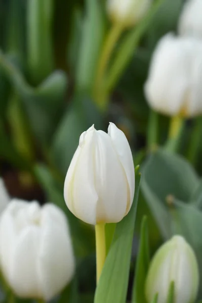 Tulip White Baby Латинское Название Tulipa White Baby — стоковое фото