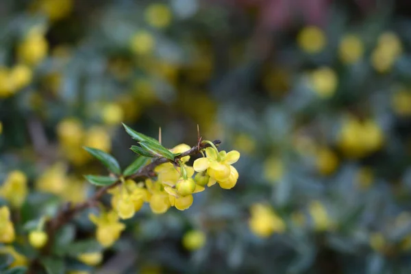 Wintergreen Barberry Латинское Название Berberis Julianae — стоковое фото