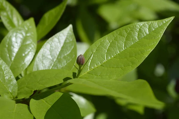 Carolina Ziele Angielskie Kwiat Pąk Łacińska Nazwa Calycanthus Floridus — Zdjęcie stockowe