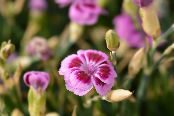 Carnation Pink Kisses Latin Name Dianthus Pink Kisses — Stock Photo, Image