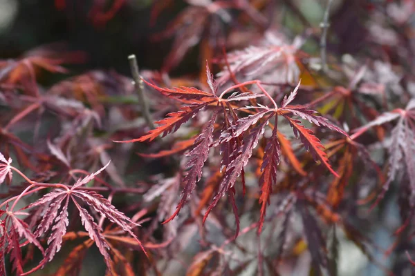 Japon Maple Garnet Latince Adı Acer Palmatum Disectum Garnet — Stok fotoğraf
