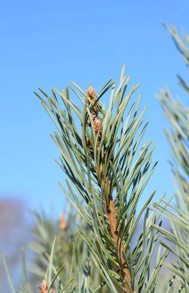 Μπλε Σκωτσέζικο Πεύκο Λατινική Ονομασία Pinus Sylvestris Glauca — Φωτογραφία Αρχείου