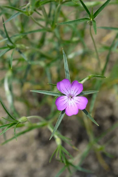 Common corn cockle flowers - Latin name - Agrostemma githago