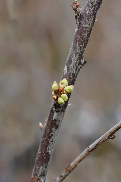 Pflaumenbaum Santa Rosa Zweig Lateinischer Name Prunus Domestica Santa Rosa — Stockfoto