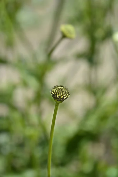 자이언트 스크램블 라틴어 Cephalaria Gigantea — 스톡 사진
