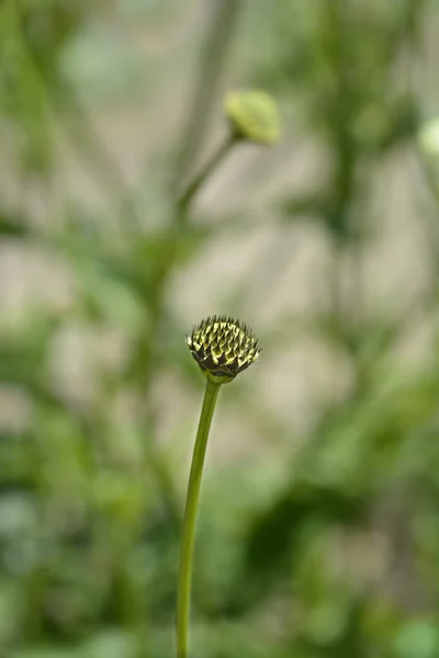 Gale Géante Nom Latin Cephalaria Gigantea — Photo