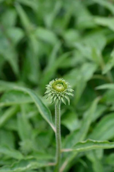 Coneflower Primadonna Tiefrosa Flower Bud Latin Name Echinacea Purpurea Primadonna — Stock Photo, Image