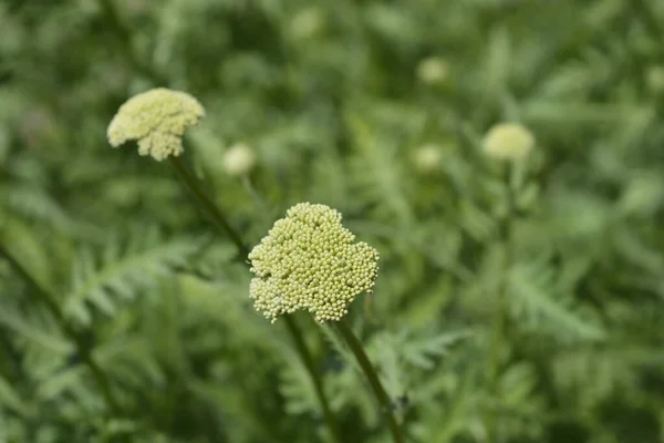 Цветочные Почки Золотой Пластины Латинское Название Achillea Filipendulina Gold Plate — стоковое фото