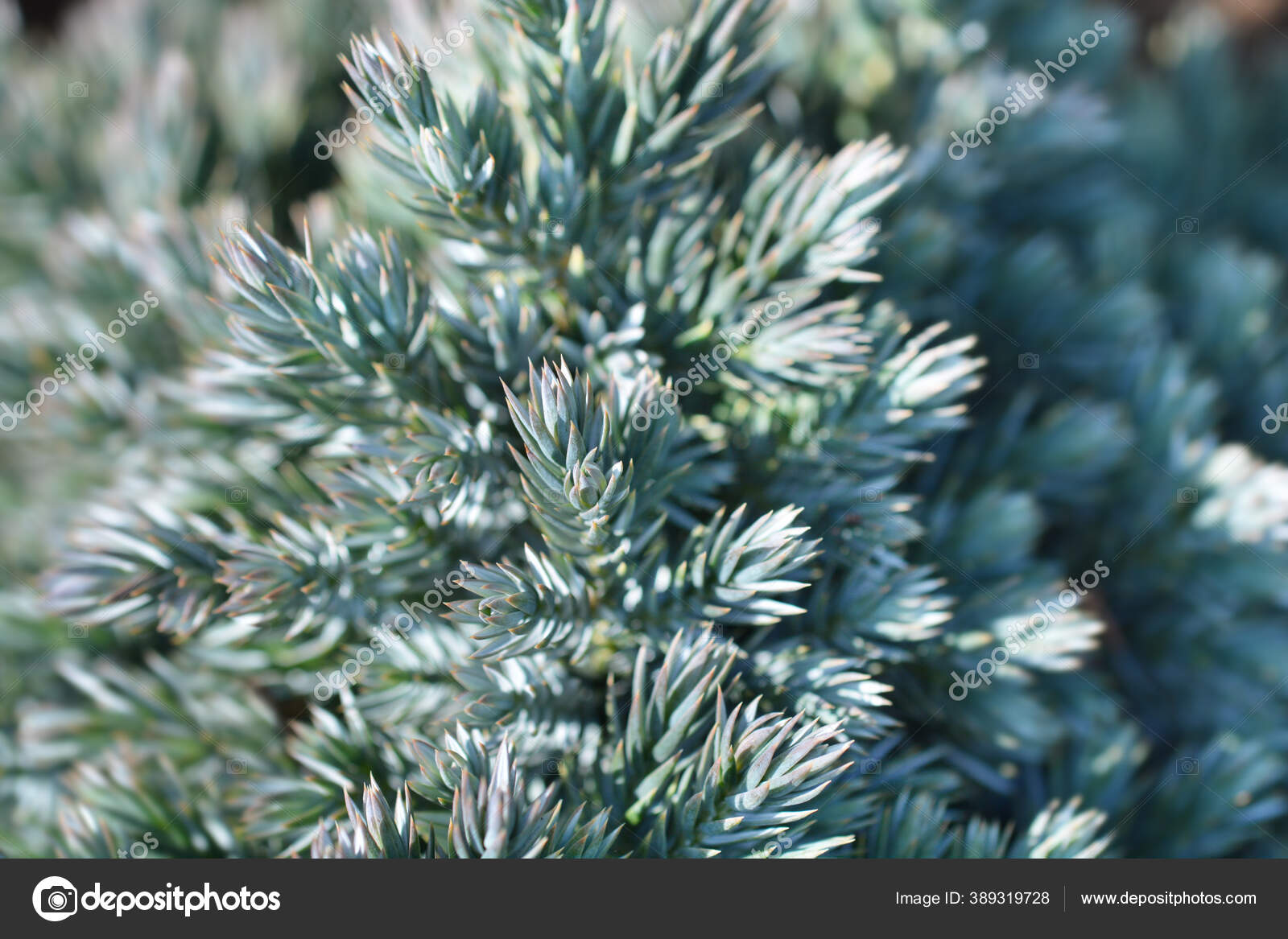 Flaky Juniper Blue Star Latin Name Juniperus Squamata Blue Star ...