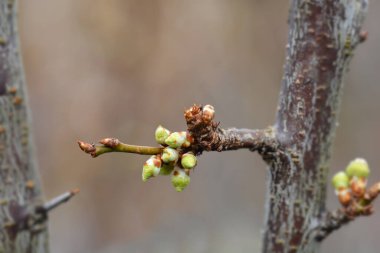 Erik ağacı Santa Rosa şubesi - Latince adı - Prunus domestica Santa Rosa