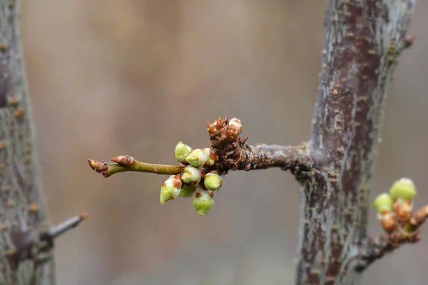 Δαμάσκηνο Παράρτημα Santa Rosa Λατινική Ονομασία Prunus Domestica Santa Rosa — Φωτογραφία Αρχείου