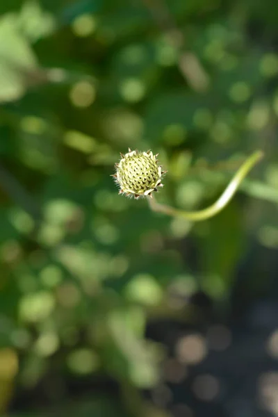 Bourgeon Fleur Scabieuse Géant Nom Latin Cephalaria Gigantea — Photo