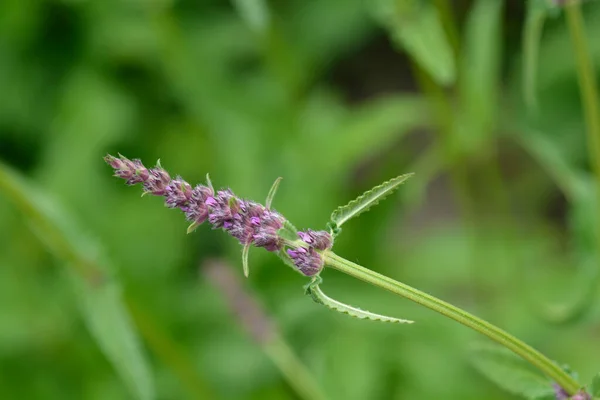 Purple Betony Λατινική Ονομασία Stachys Officinalis Betonica Officinalis — Φωτογραφία Αρχείου