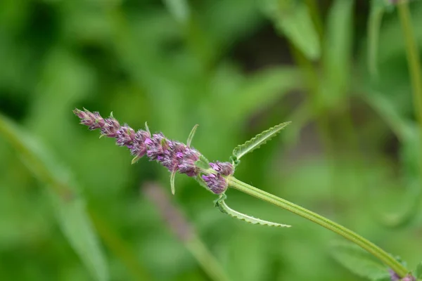 Betony Roxo Nome Latino Stachys Officinalis Betonica Officinalis — Fotografia de Stock