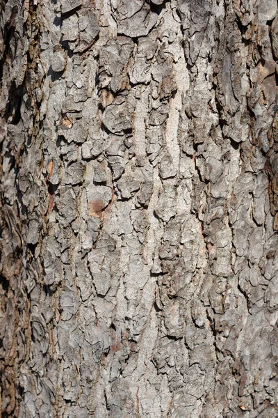 Dettaglio Comune Corteccia Ippocastano Nome Latino Aesculus Hippocastanum — Foto Stock