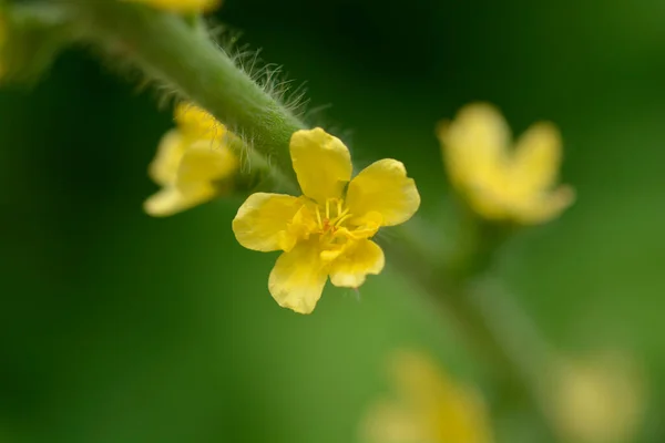 Rolnictwo Zwyczajne Nazwa Łacińska Agrimonia Eupatoria — Zdjęcie stockowe