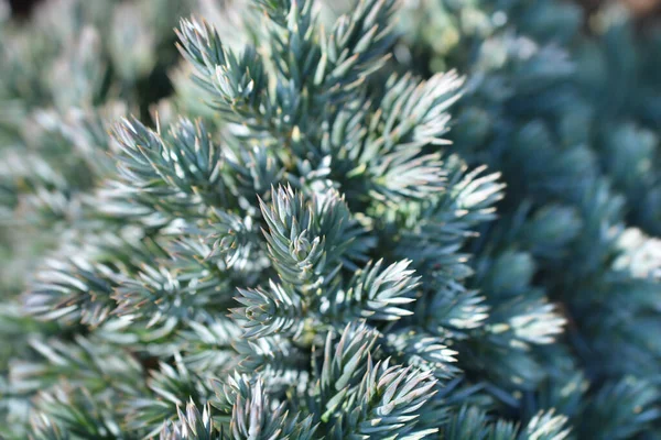 Flaky Juniper Blue Star Латинское Название Juniperus Squamata Blue Star — стоковое фото
