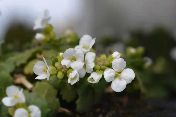 Bergkresse Schneehaube Lateinischer Name Arabis Alpina Subsp Kaukasische Schneehaube Arabis — Stockfoto