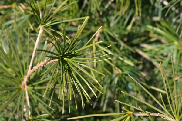 Japán Esernyőfenyő Latin Név Sciadopitys Verticillata — Stock Fotó