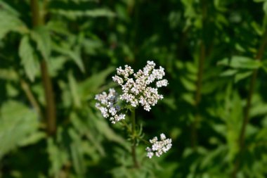 Yaygın kediotu - Latince adı - Valeriana officinalis
