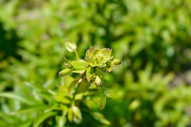 Henry 'nin zambak tomurcukları - Latince adı - Lilium henryi