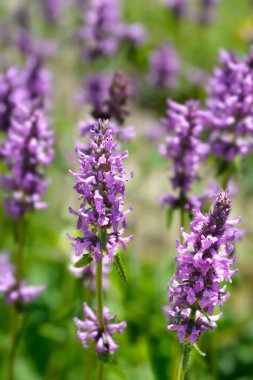 Mor beton - Latince adı - Stachys officinalis (Betonica officinalis)