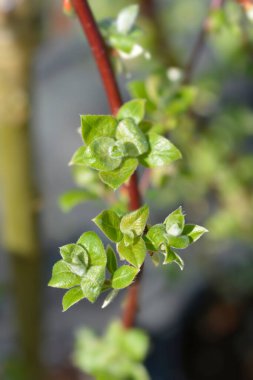 Kilmarnock söğüt - Latince adı - Salix caprea Kilmarnock
