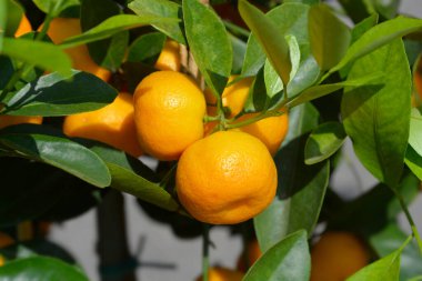 Calamondin portakalı - Latince adı - x Citrofortune microcarpa