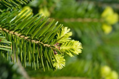 Nordmann yeni yapraklar - Latince adı - Abies Nordmanniana