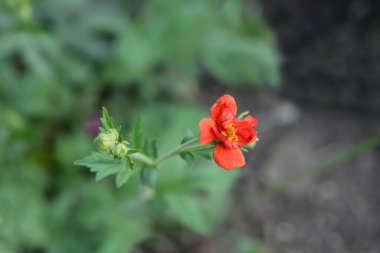 Bayan J. Bradshaw, Latince adı Geum Chiloense Bayan J. Bradshaw.