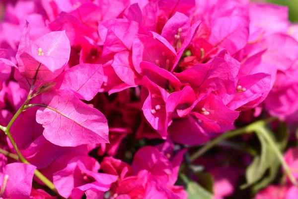 Bougainvillea Vera Deep Purple - Latin name - Bougainvillea Vera Deep Purple