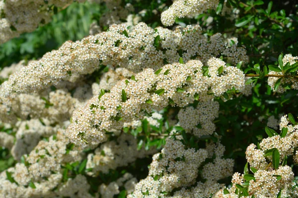 Scharlachrote Feuerdornblüten Lateinischer Name Pyracantha Coccinea — Stockfoto