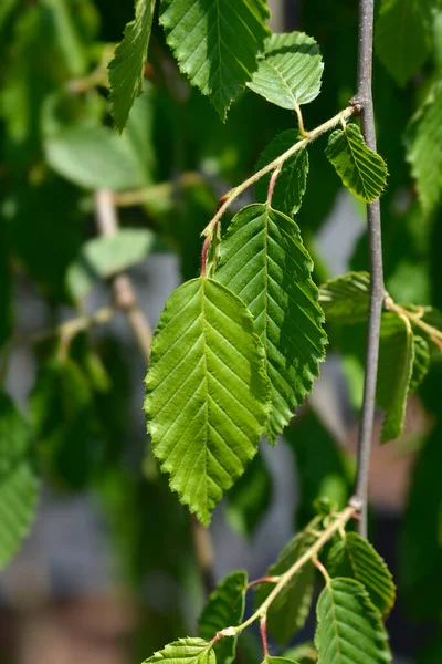 Weeping Hornbeam Latin Name Carpinus Betulus Pendula — Stock Photo, Image