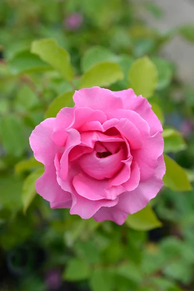 Mccartney Rose Łacińska Nazwa Rosa Mccartney Rose — Zdjęcie stockowe