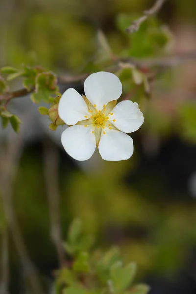 Biały Krzew Cinquefoil Abbotswood Łacińska Nazwa Potentilla Fruticosa Abbotswood — Zdjęcie stockowe