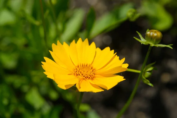 Gwiazda Tickseed Pomarańczowy Kwiat Nazwa Łacińska Coreopsis Pubescens — Zdjęcie stockowe