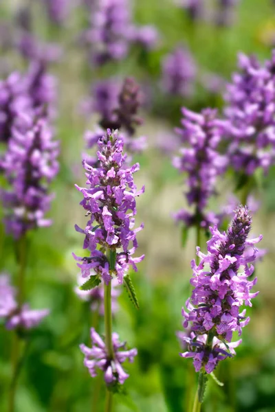Purple Betony Latin Name Stachys Officinalis Betonica Officinalis — Stock Photo, Image