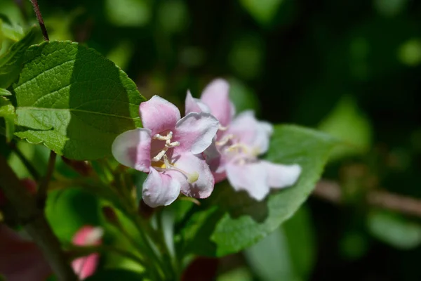 古いスタイルのWeigela ラテン語名 Weigela Florida — ストック写真