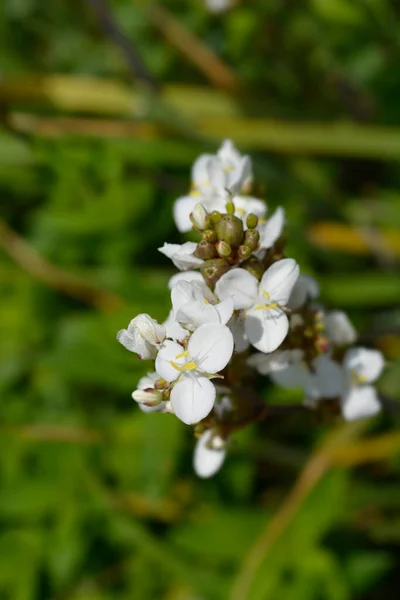 Новозеландский Сатиновый Цветок Латинское Название Libertia Flora Libertia Chilensis — стоковое фото
