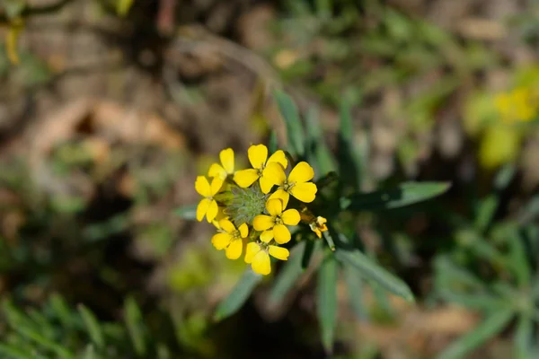 Alpesi Wallflower Arany Drágakő Sárga Virágok Latin Név Erysthe Golden — Stock Fotó