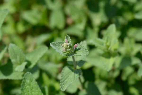 Lesser Cat Mint Latin Name Nepeta Nepetella — Stock Photo, Image