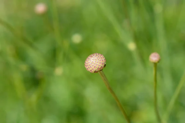 하얗게 오르는 꽃봉오리 라틴어 Cephalaria Leucantha — 스톡 사진