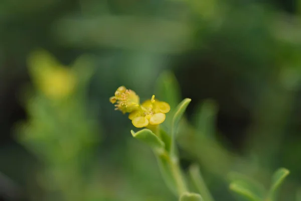 Spiny Spurge Small Flower Latin Name Euphorbia Spinosa — Stock Photo, Image