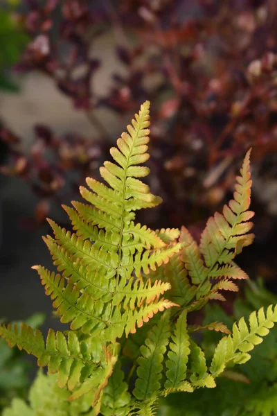 Herfstvaren Latijnse Naam Dryopteris Erythrosora — Stockfoto