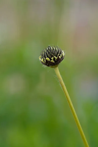 Bourgeon Fleur Scabieuse Géant Nom Latin Cephalaria Gigantea — Photo